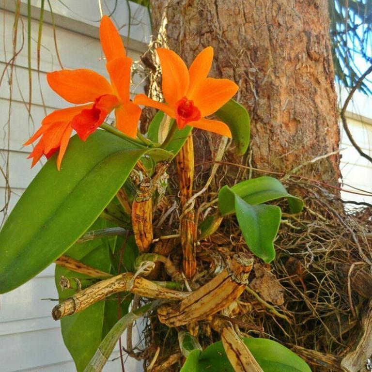 Pousada Orquideas Guarujá Exteriör bild